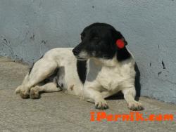 Перник снимка: за хората и събитията - бездомно куче