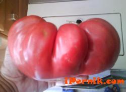 Перник снимка: за хората и събитията -домат-гигант
