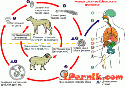 Перник - Жизнен цикъл на кучешката теня