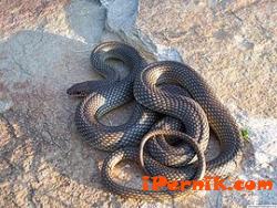 Всяка година змии на припек в Струма 04_1366007415
