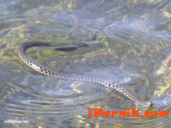 Центъра на Перник ври от водни змии 07_1372872595