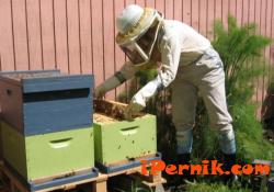 До 2 септември пчеларите подават заявления за плащане по програма 08_1376544250