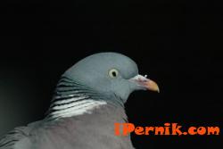 Пернишки гълъб получи европейско признание 12_1387098236