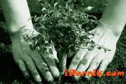 Деца от Трън засадиха дръвчета за Седмицата на гората 04_1397037961