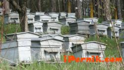 Изгорели са 16 пчелни кошера в с. Студена 04_1397208435