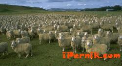Забраняват пашата на животни в Перник от 14 април 04_1397290254