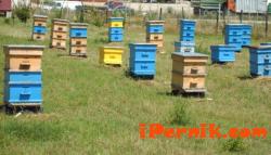 Алергична фамилия от Ярджиловци е ужасена от пчелни кошери 05_1400052586