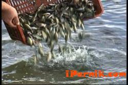 Зарибиха язовир „Дренов дол" край Кюстендил с 20 000 малки рибки от Перник 05_1400503704
