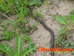 В село Дивотино змия беше уловена от котка 05_1401087811
