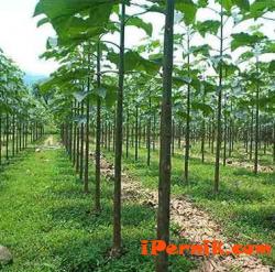Ливанска фирма отглежда плантация от пауловния в село Люлин 06_1402379483