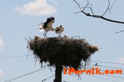 Ураганен вятър събори 20-годишно щъркелово гнездо в Неделково 06_1403267989