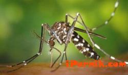 Има много комари в пернишко 06_1403531546