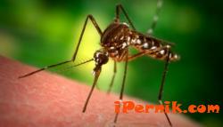 Афганистанецът в Ковачевци се е заразил с малария от комар 07_1404976171