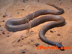 Змия изпълзя от мазето в пернишки блок 07_1405338511