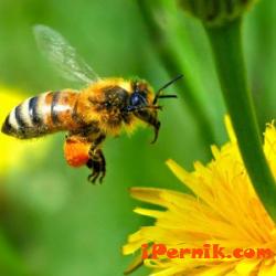 Пчелите в Пернишко започнаха да нападат стопаните си 07_1406700238
