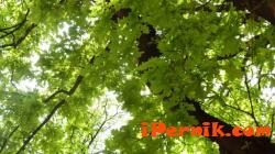 Засегнатите от корояд дървета в Пернишко ще бъдат заместени от широколистни видове 09_1409572883