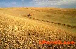 Валежите тази година влошиха качеството на пшеницата 09_1410166107