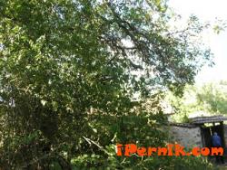Пред общината в Перник вече го няма дървото с образа на Кракра 09_1410334664