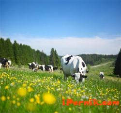 Производителите ни на мляко може да фалират 10_1413962257
