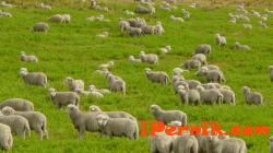 Полицията скочи заради забравени овце 11_1416919443