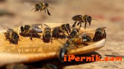 Могат да приемат закон за защита на пчелите в Канада 11_1417011362