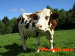 Разфасоваха открадната крава в благоевградско село 12_1417679239