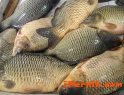 Търговска верига в Стара Загора свали цената на рибата 12_1417702093