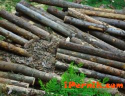 Фирми изкупиха 350 хил. кубически метра дърва 01_1421150426