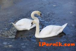 РИОСВ - Перник се включи в преброяването на водолюбивите птици 01_1421652441