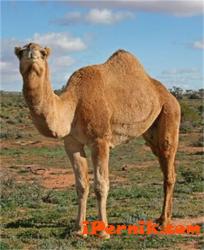 Ще купуват камила за зоопарка във Варна 01_1422513955
