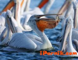 Пеликаните от Сребърна ще отглеждат малките си в гнезда 03_1425910822