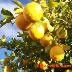 Миризмата на лимон и розмарин води до по-добра концентрация 03_1426342769