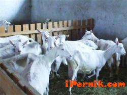 Дават пари на животновъдите 04_1429531689