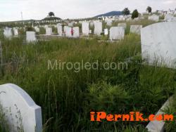Трева е избуяла на гробищата в Перник 05_1433006514