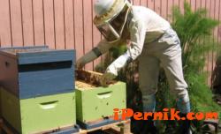 Пчеларите организират протест в началото на юни 05_1433091491