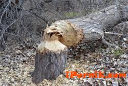 Днес в София падна дърво 06_1433513558