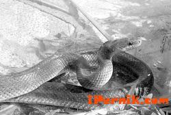 Перник е сред градовете, където са плъзнали най-много змии 06_1434374517
