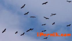 Публикуваха в Държавен вестник зони за опазване на дивите птици 06_1435671573