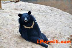 Китаец две години гледал азиатски черни мечки, мислел че са кученца 07_1436190595