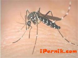 Комарът е на челно място в класация за най-страшно животно на света 07_1437393425