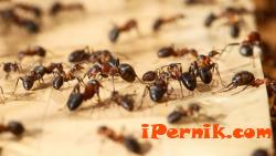 Откриха как мравките си помагат за големи парчета храна 07_1438338774