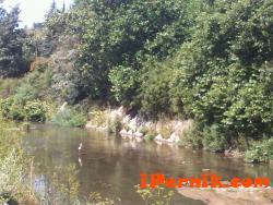 Може да видите щъркел в река Струма в центъра на Перник 08_1439272283