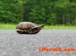 Пуснаха на свобода близо 700 костенурки на територията на областите Перник и Кюстендил 08_1439794064