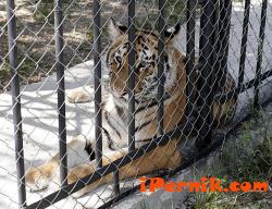 Незаконна търговия с диви животни има у нас 08_1440933927