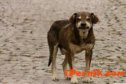 Осъдиха Община Перник да плати обезщетение за ухапване от куче 09_1441776687