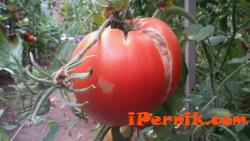 Има некачествени зеленчуцив Перник 09_1442904139