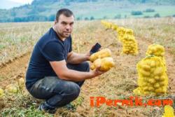 Фермер от Трън очаква да получи над 5 тона от декар картофи 09_1443512694