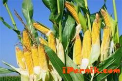 В страната ни е забранено използванего на ГМО култури 10_1443691372