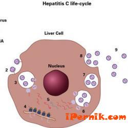 Има вирусен хепатит А и вирусен хепатит С в Перник 10_1445410121