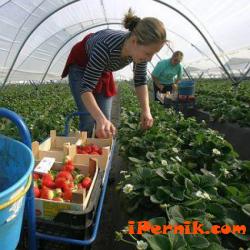 Набират жени за бране на ягоди в Испания 11_1447253229